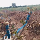 پیوند درخت پسته