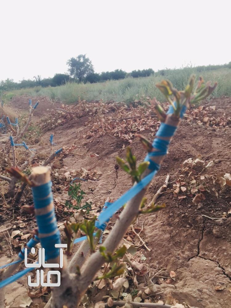 پیوند درخت پسته