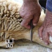 زبح گوسفند درب منزل .مخصوص همه روزها و مناسبت‌ها