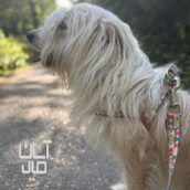 واگذاری شیتزو تریر