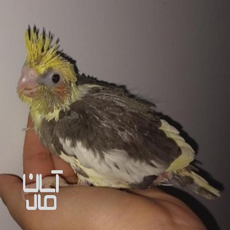 عروس هلندی