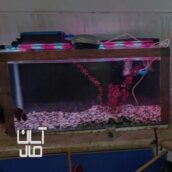 آکواریوم باماهی