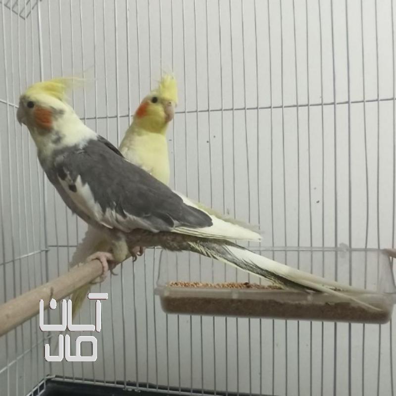 یک جفت عروس هلندی