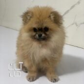 سگ پامیر خرسی