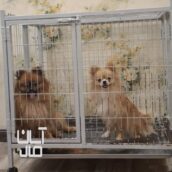 سگ پامرین(توله)