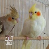 عروس هلندی نر وماده