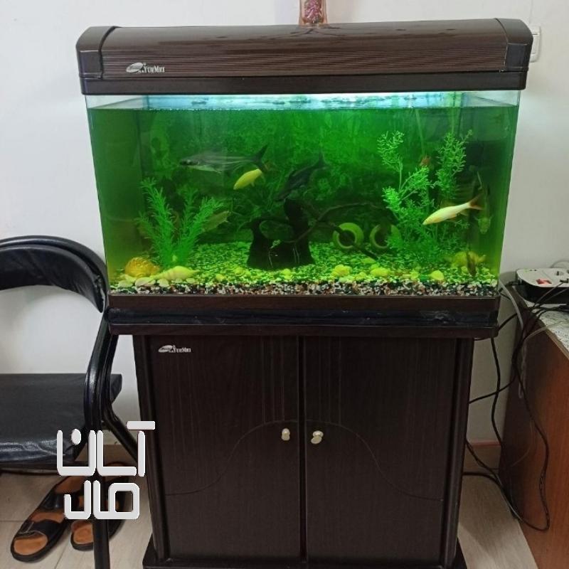 آکواریوم باماهی