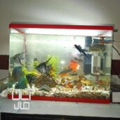 آکواریوم باماهی