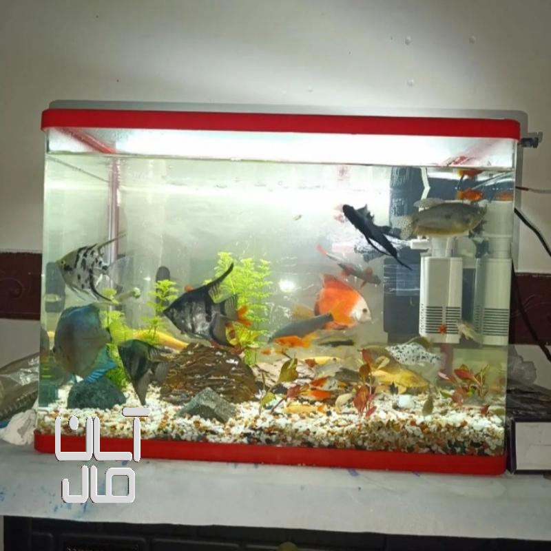 آکواریوم باماهی