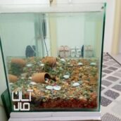 آکواریوم باپمپ هوا وماهی