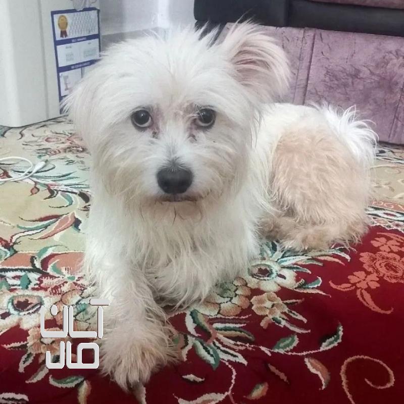 سگ شیتزو تریر