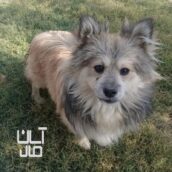 سگ خانگی پامر