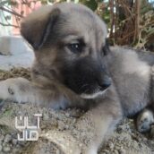 فروش یک عدد توله سگ سرابی اصل