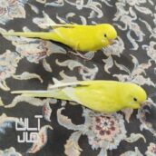 مرغ عشق لوتینو دستی