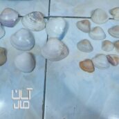 لوازم تزیینی آکواریوم