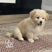 توله پامر اشپیتز