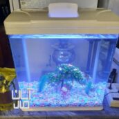 آکواریوم شیشه خم با ماهی