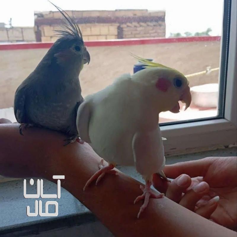 یک جفت عروس هلندی