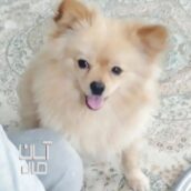 سگ پامیرانین