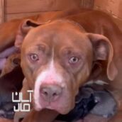 سگ پیتبول امریکن بولی اصل