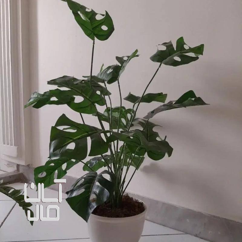 گل برگ انجیری