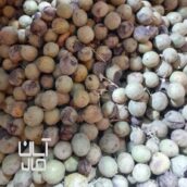 گردوی کاغذی