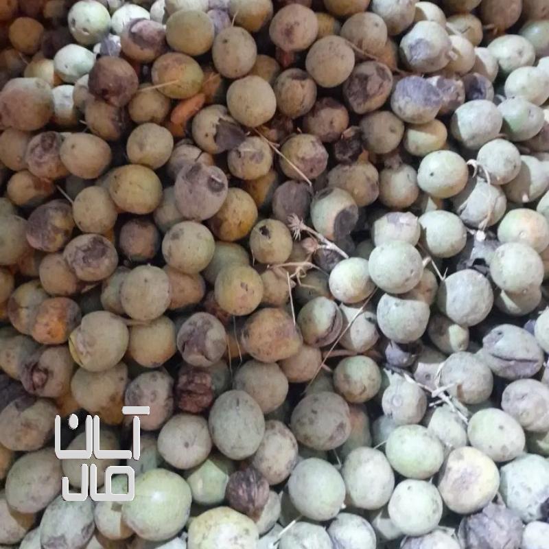 گردوی کاغذی