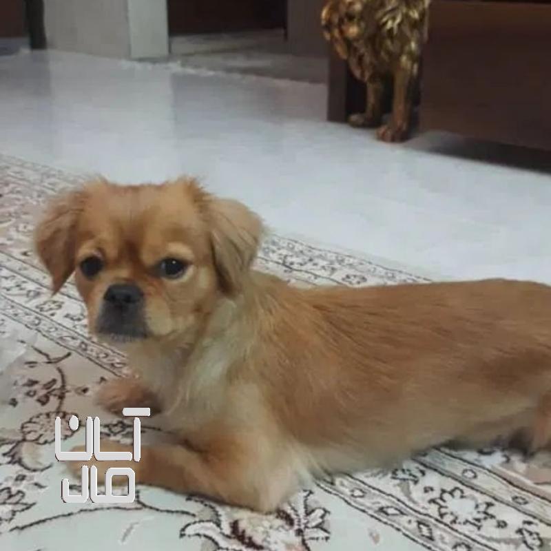 سگ اسپانیب تبتی