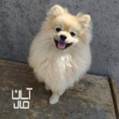 سگ پامرانین