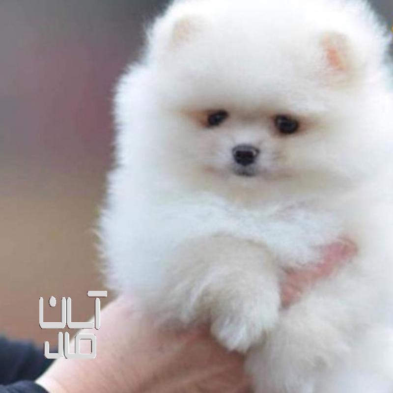 سگ پامرامین خوشگل