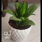 گل سانسوریا