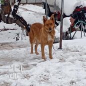 سگ ژرمن شپرد ماده