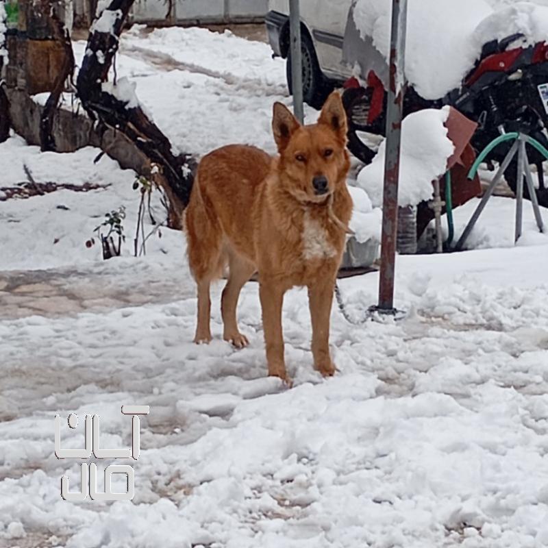 سگ ژرمن شپرد ماده