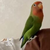 طوطی برزیلی