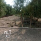 زمین برای فروش