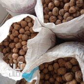 گردو درجه یک پوست کاغذی امسالی