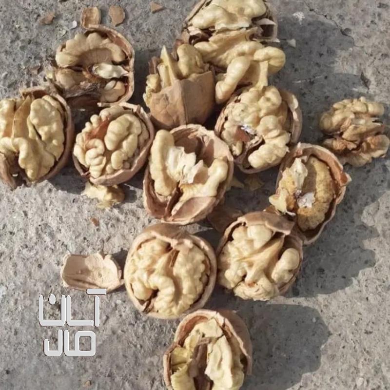 گردوی کاغذی