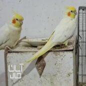 عروس هلندی مولد