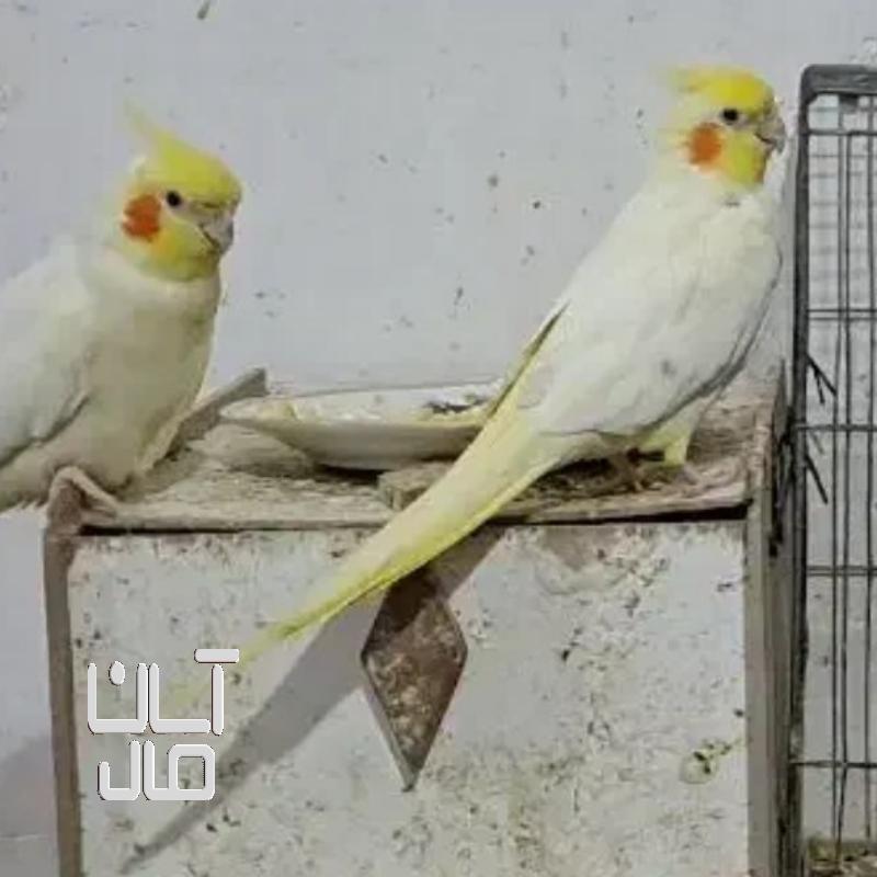 عروس هلندی مولد