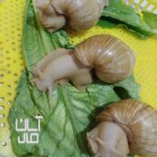 حلزون آرایشی صورت