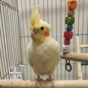 عروس هلندی ۱۱ ماهه