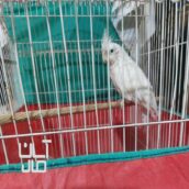 عروس هلندی سخنگو