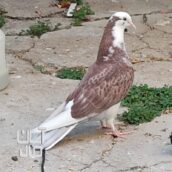 فروش دو عدد کبوتر