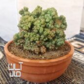 کاکتوس صخره ای