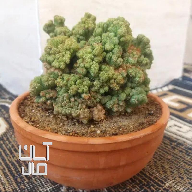 کاکتوس صخره ای