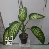 گل دیفن باخیا