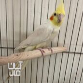 عروس هلندی نر