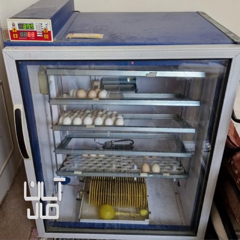 دستگاه جوجه کشی ۴۲۰تایی بلدرچین دماوند