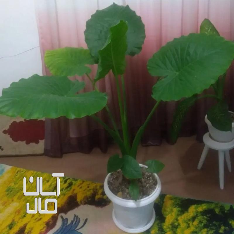 گل بابا آدم