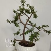 درختچه خرفه